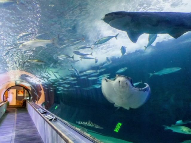 Aquarium of the Bay Ticket