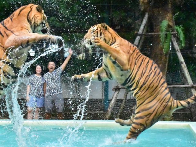Tiger Park Pattaya Entrance Tickets