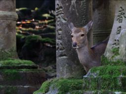 OSA1-12411 scenics 3