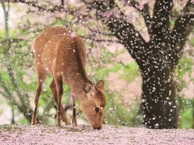 Englischsprachige Tour zu den Highlights von Osaka, Kyoto und Nara