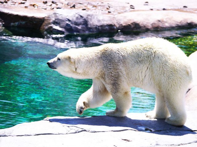 Hokkaido-Tagesausflug von Sapporo: Asahiyama Zoo zur Ningle Terrace (April - November)