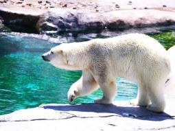 SPK-T-12425 scenics 1