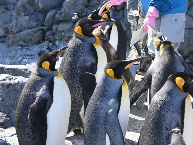 Sapporo: Hokkaido Asahiyama Zoo, Weihnachtsbaum, Shirasu-Wasserfälle, Aoike1-Tagestour