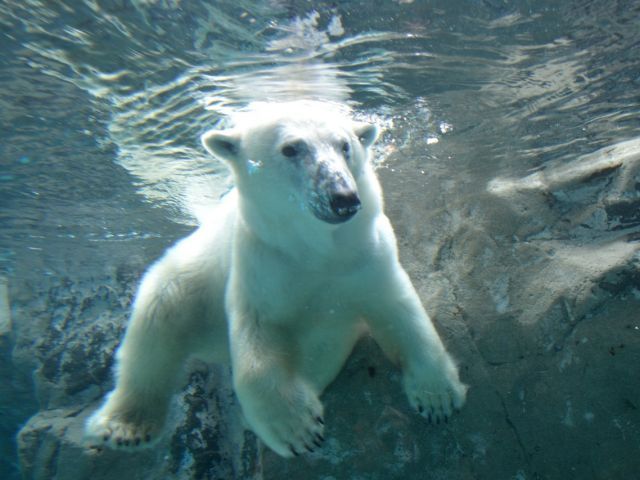 Sapporo:Hokkaido Asahiyama Zoo, Biei Aoike, Shirasu Falls ,Forest Spirit Terrace 1 Day Tour