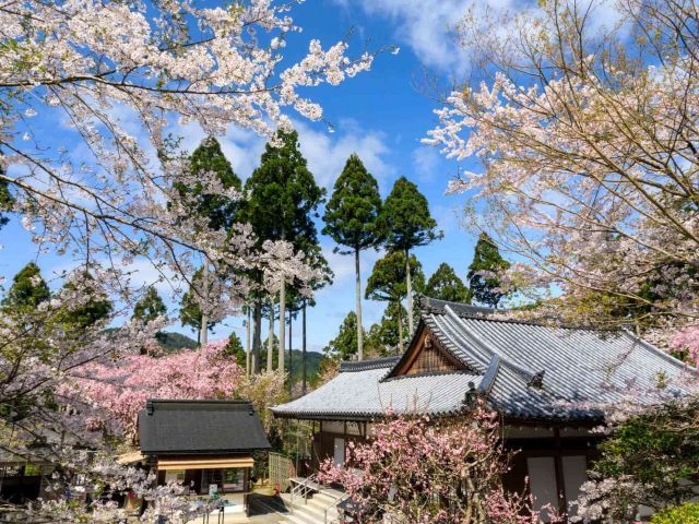 Kyoto Sansen-in Arashiyama Zug 1 Tagestour von Osaka oder Kyoto