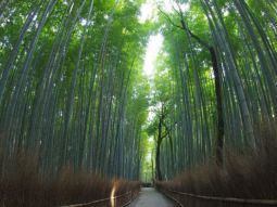 OSA1-T-12428 scenics 2