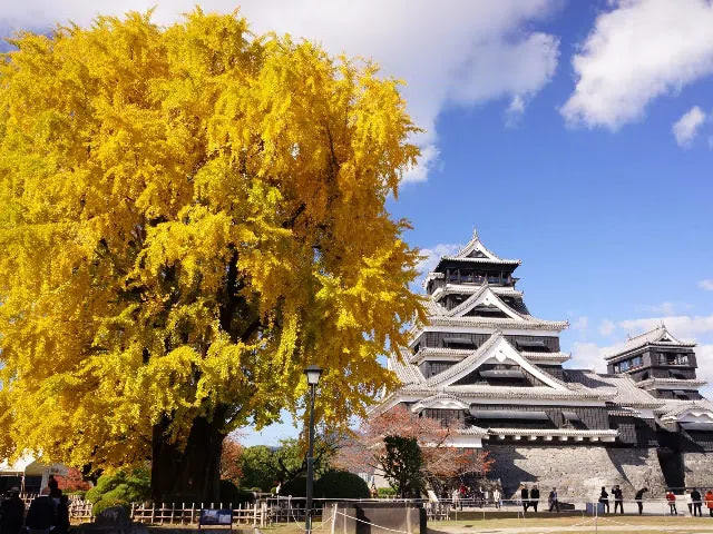 Fukuoka: Aso Boy Sightseeing-treinervaring 1-daagse tour