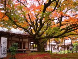 FUK1-12544 scenics 2