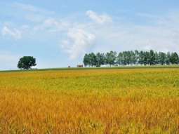 SA1-13789 scenics 6