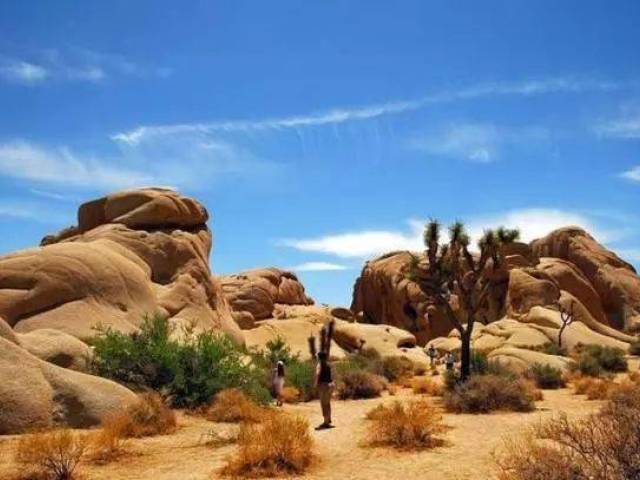 Joshua Tree National Park + Richard Nixon Presidential Library and Museum 1-day Tour