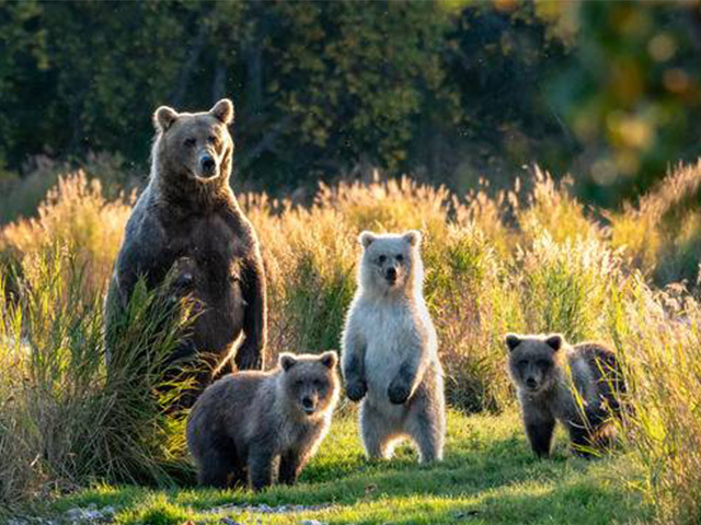 Katmai / Lake Clark National Park Brown Bear Sightseeing One-Day Tour