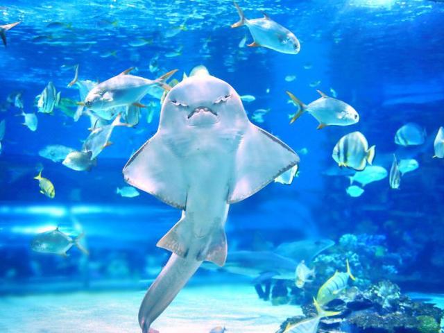Aquarium of the Pacific Admission Ticket (Adult)