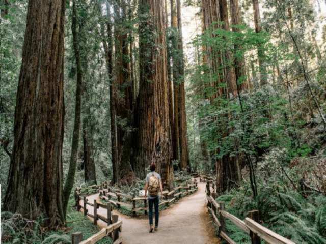 Muir Woods & Sausalito Tour