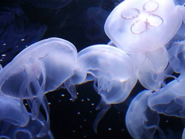 海灣水族館門票