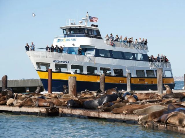 San Francisco Bay Cruise（1 Hour）