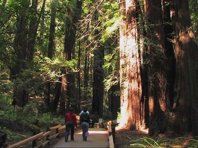 Muir Woods and Sausalito Morning Tour