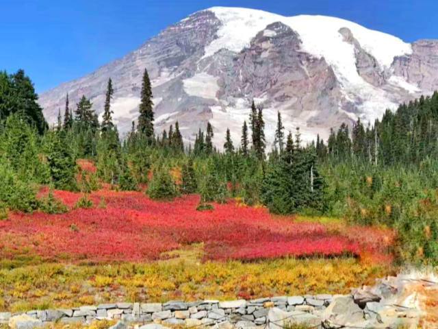 Mt. Rainier National Park 1-Day Tour (English Group)
